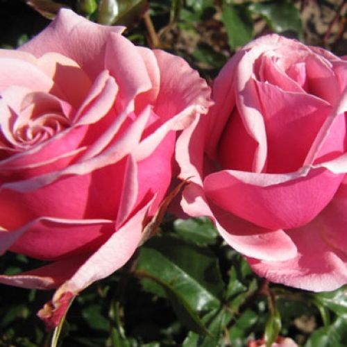 Shop - Rosa Truly Scrumptious™ - rosa - teehybriden-edelrosen - diskret duftend - Edward Smith - -